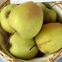 Appelboom 'Golden Delicious' halfstam (zelfbestuivend) oogst